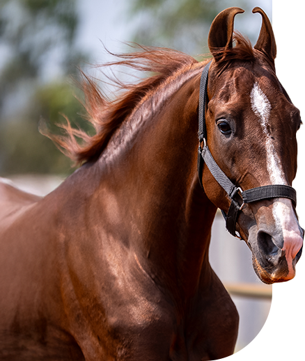 rudraksh from best horse breed in India Marwari horse breeding farm