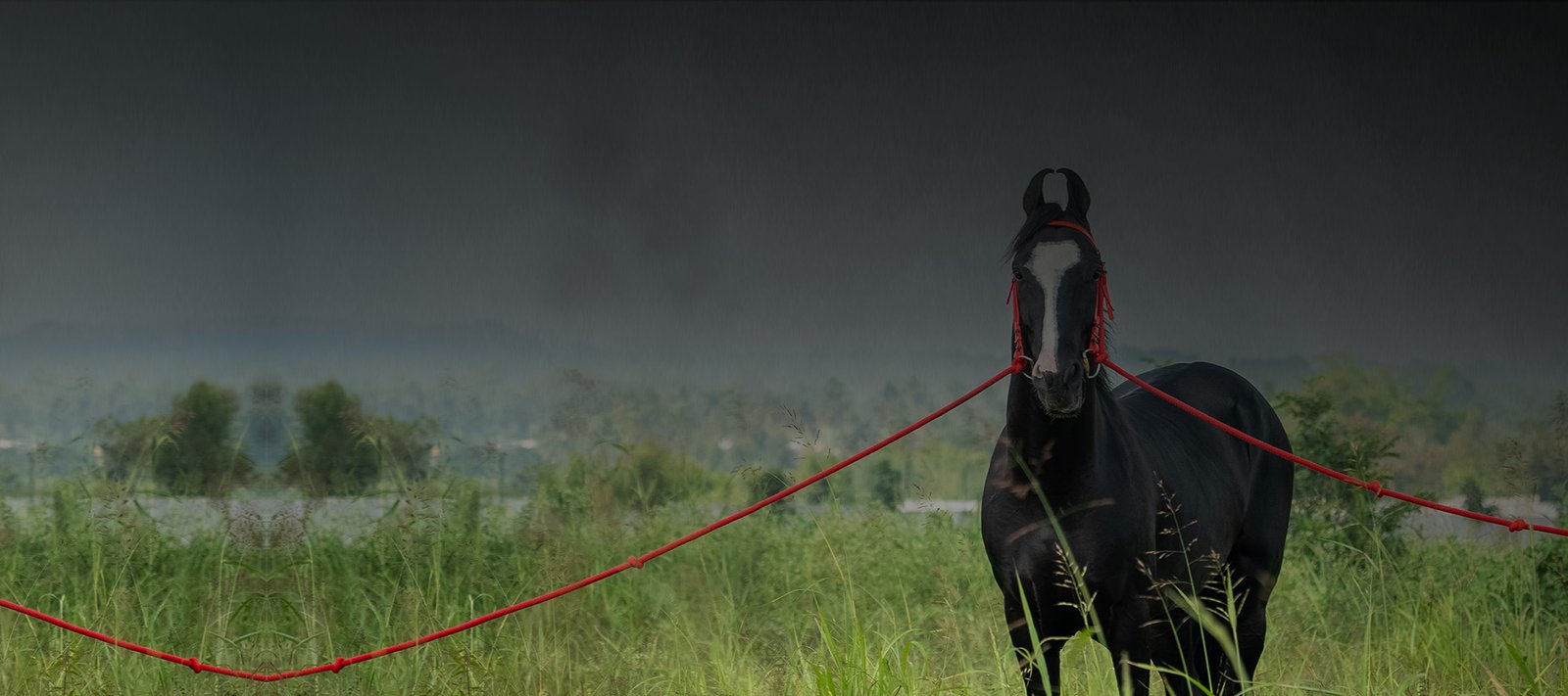 Rajarajeshwar Marwari stallion | PUSHKAR WINNER – 2025 STALLION (DEFEATED 50 BIG STALLIONS IN INDIA)