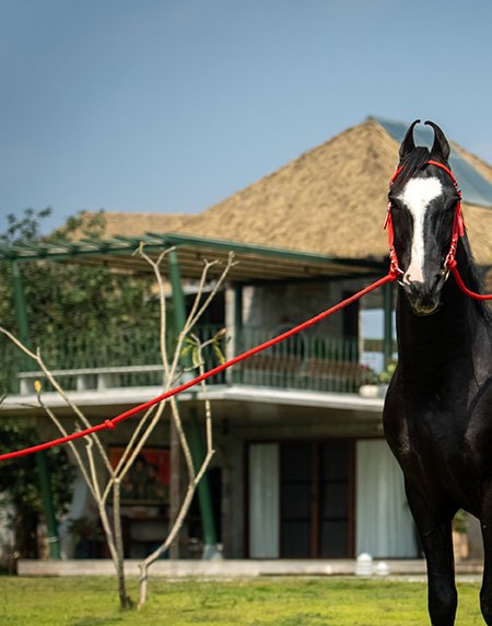 rajarajeshwar horse from Marwari horse breeding