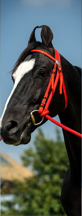Rajarajeshwar from biggest stud farm in India with horse stables and breeding facilities