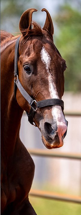 rudraksh from stabling for horses and home for a horse in premium farm setup