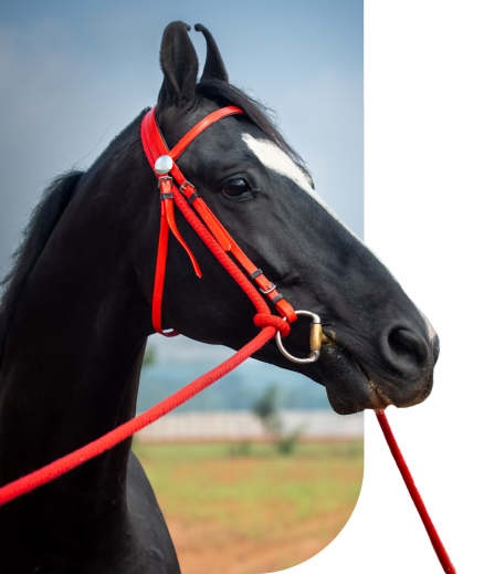 RajaRajeshwar Stallion Pushkar 2025 show winner stallion horse breeding
