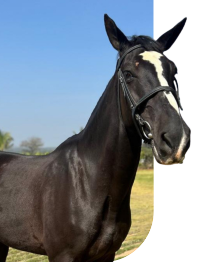 warmblood horse in Bangalore for dressage and show jumping at professional stud farm
