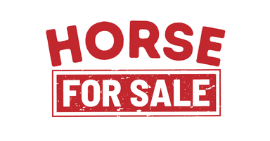 Vinod stud farm horse for sale in bangalore