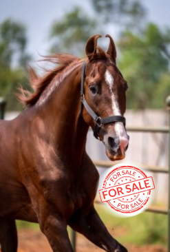 Rudraksh Stallion Marwari horse breeding from stud farm Bangalore, India