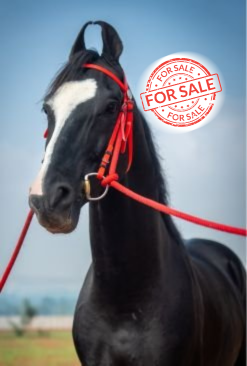 RajaRajeshwar Stallion Pushkar 2025 show winner from vinod stud farm bangalore