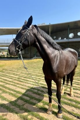 hanna from Marwari and Kathiawari horse breeding stud farm in India with elite warmblood horses