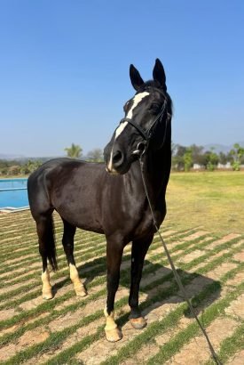 hanna from stallion horse and mares horse breeding services at stud farm with European warmblood bloodlines