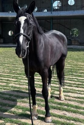 hanna from stabling for horses and home for a horse in premium farm setup for sport and warmblood horses