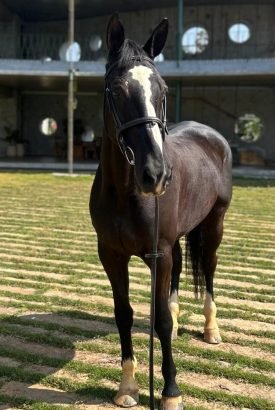 hanna from biggest stud farm in India with horse stables, breeding facilities, and imported sport horses