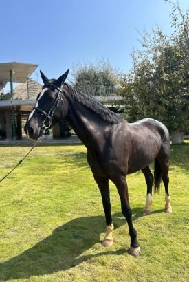 hanna from best horse breed in India Marwari horse breeding farm with imported Dutch Warmblood horses