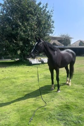 hanna from horses and mares housing at professional horse farm in Bangalore for equestrian sport horses