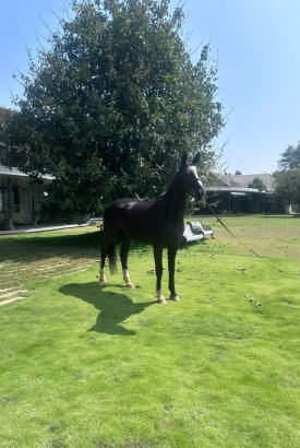 hanna from complete horse farm offering stables, breeding, and equestrian breeding services in Bangalore