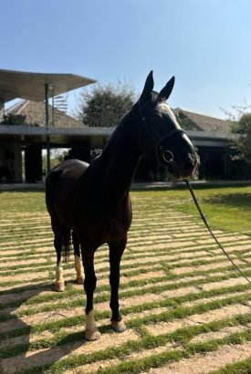 hanna from premium horse stables and horse housing facilities in India for imported Dutch Warmblood equestrian horses