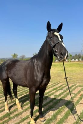 hanna from professional horse breeding and equine breeding farm in Bangalore with imported sport horses