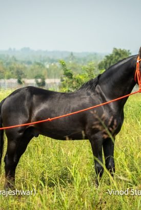 RajaRajeshwar Stallion Pushkar 2025 show winner horse stables India