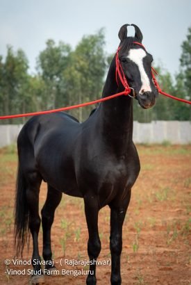 RajaRajeshwar Stallion Pushkar 2025 show winner equine breeding India