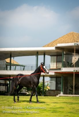 Pushkar 2025 show winner best Marwari horse stud farm Bangalore