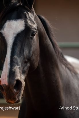 RajaRajeshwar Stallion complete horse farm offering stables, breeding, and equestrian breeding services