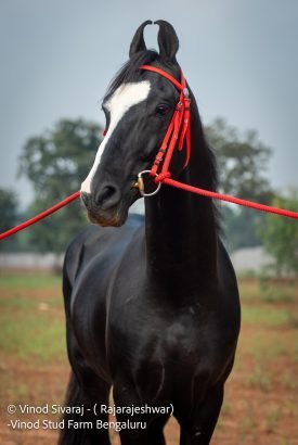 RajaRajeshwar Stallion Pushkar 2025 show winner horse farm Bangalore