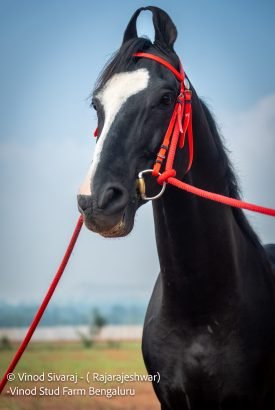 RajaRajeshwar Stallion Pushkar 2025 show winner best Marwari horse breeding