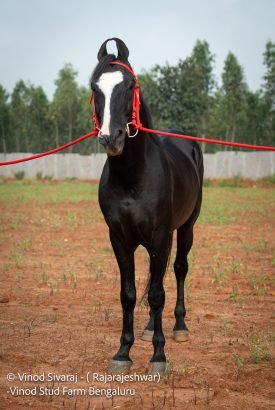RajaRajeshwar Stallion horse breeding farm India