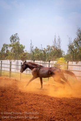 Rudraksh Stallion Best horse Lineage in India from biggest Stud farm in Bangalore