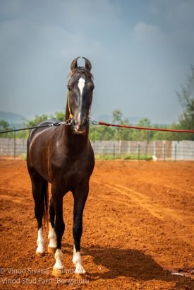 simba stallion premium horse stables and horse housing facilities in India