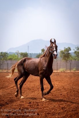 Rudraksh Stallion Star Stallion In India from biggest Stud farm in Bangalore