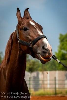 Rudraksh Stallion best Marwari horse from breeding farm bangalore