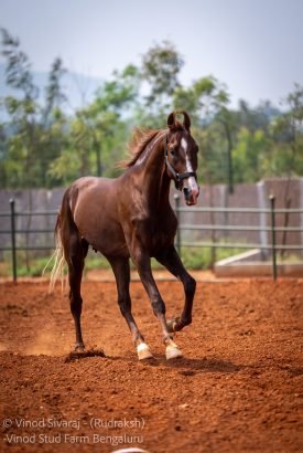 Rudraksh Stallion Best Marwari Lineage in India from stabling for horses farm in Bangalore