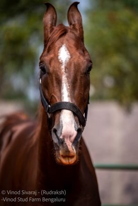 Rudraksh Stallion Best Marwari Lineage in India from horses and mares farm in Bangalore