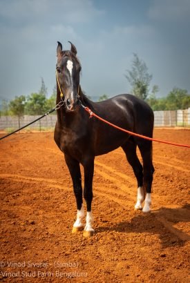 Simba stabling for horses and home for a horse in premium farm setup