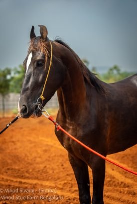 Simba stallion horse and mares horse breeding services at stud farm