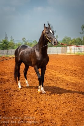 Simba Stallion Marwari horse breeding stud farm in India