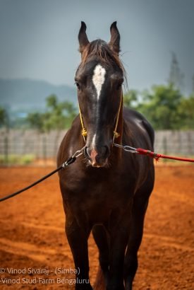 Simba Stallion professional horse breeding and equine breeding farm in Bangalore