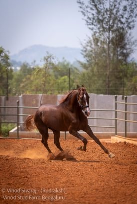 Rudraksh Stallion Best Marwari Lineage in India from biggest Stud farm in Bangalore
